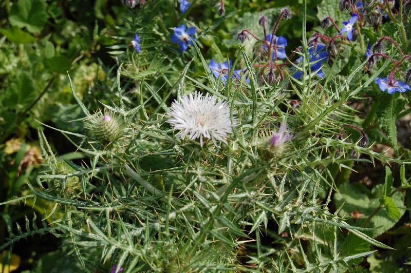 Galactites tomentosus / Scarlina